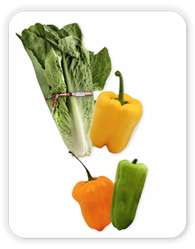 Romaine lettuce, 1 yellow pepper, 1 cubanelle pepper, 1 habanero pepper
